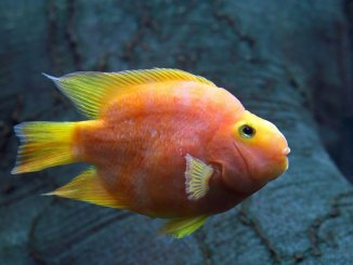 Complete Blood Parrot Cichlid Care Guide The Unique Hybrid Banner