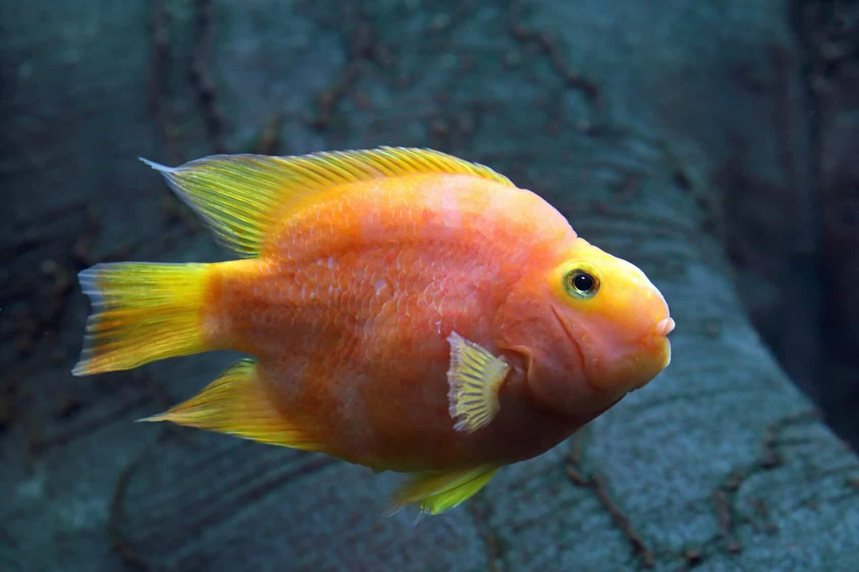 Complete Blood Parrot Cichlid Care Guide The Unique Hybrid