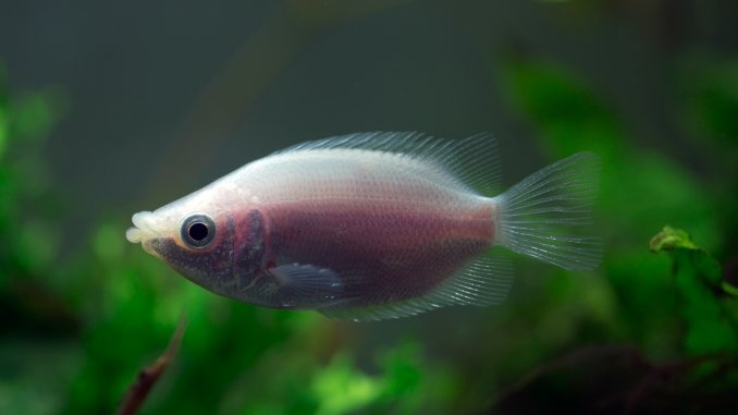Complete Kissing Gourami Care Guide A Tropical Fish Like No Other Banner