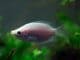 Complete Kissing Gourami Care Guide A Tropical Fish Like No Other Banner