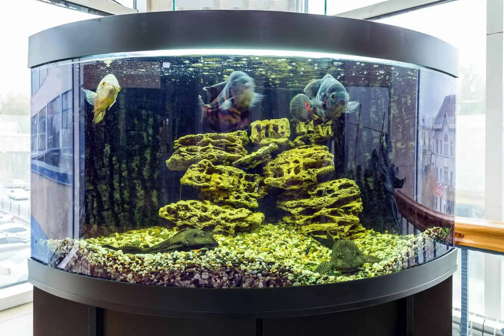 Huisdieren Verlammen straf Corner Fish Tank: Setup, Equipment & Stocking | Fishkeeping World