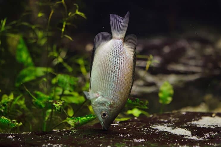 Kissing Gourami Diet