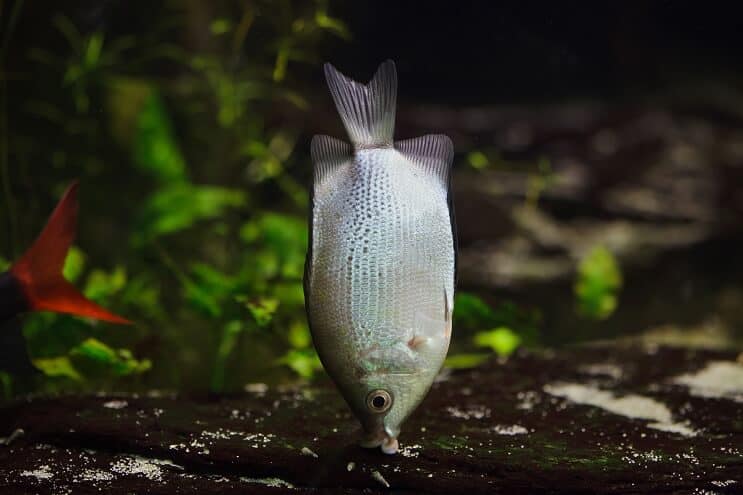 gourami embrasseur habitat