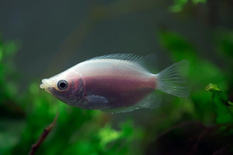 Kissing Gourami Tank Mates