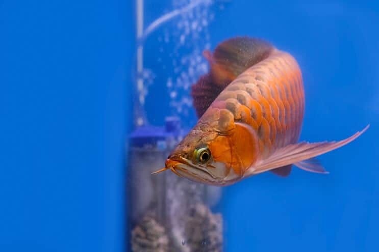 Red Arowana Appearance