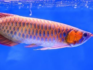 Red Arowana Care Guide A Fishkeeper's Crown Jewel? Banner