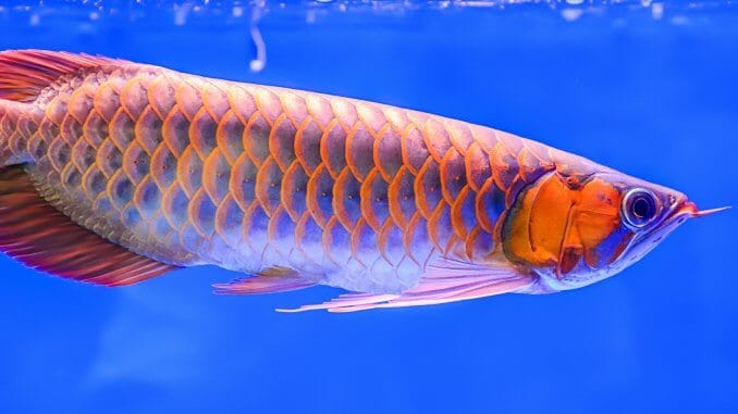 Red Arowana Care Guide A Fishkeeper's Crown Jewel? Banner