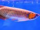 Red Arowana Care Guide A Fishkeeper's Crown Jewel? Banner