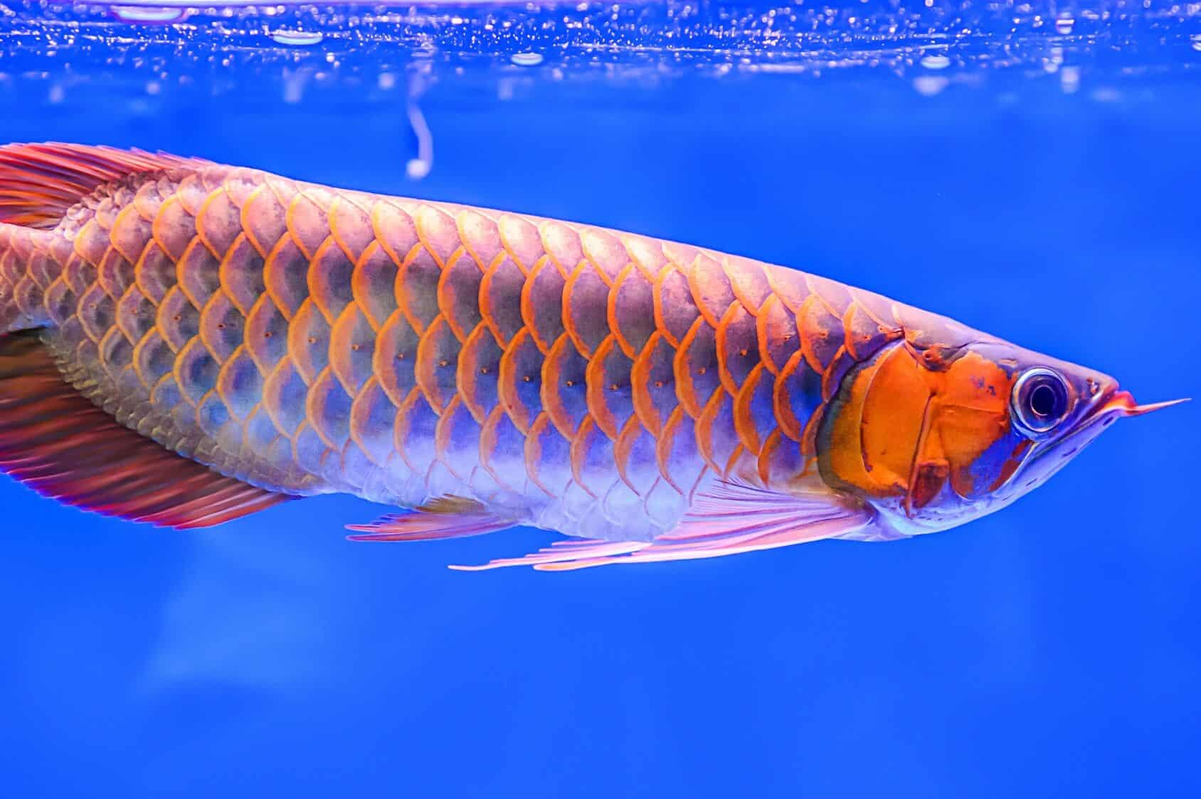 Arowana, Feed and Grow Fish Wikia