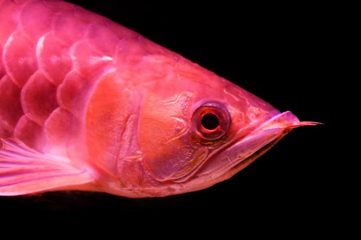 Red Arowana Care