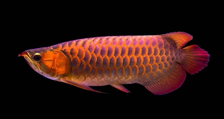 Red Arowana Diet