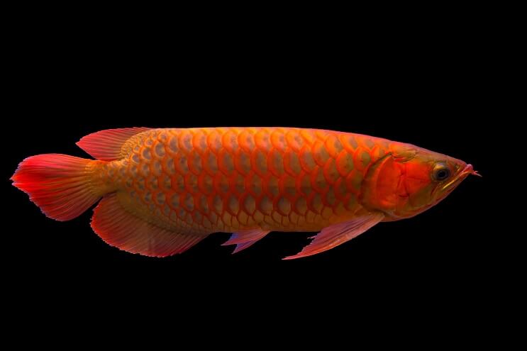 Red Arowana Overview