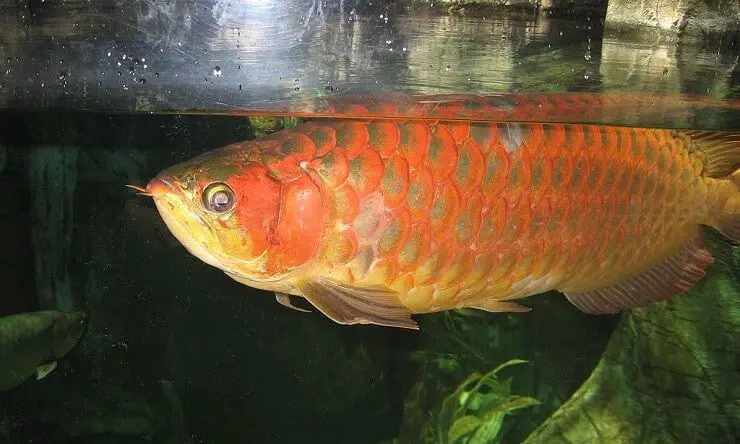 Arowana