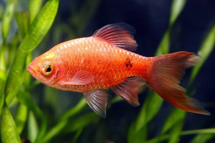 Rosy Barb Appearance