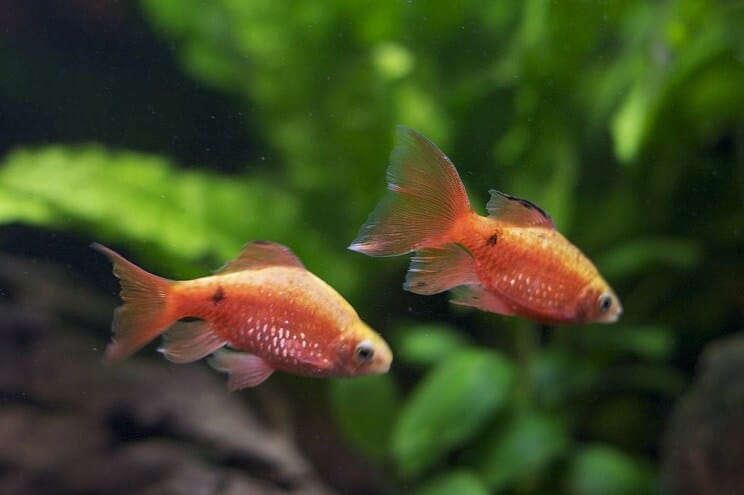 Rosy Barb Tank Mates