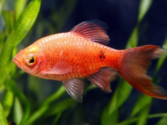 Rosy Barb Tank Setup, Care Guide, Breeding And More… Banner
