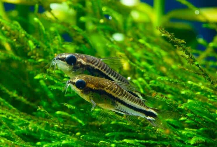 Pygmy Corydoras