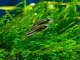 Pygmy Cory Size, Tank Mates, Care and More… Banner