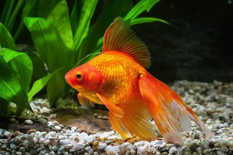 Goldfish habitad