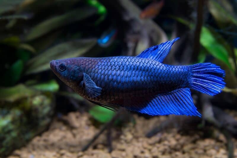 Female Betta Fish in a planted tank