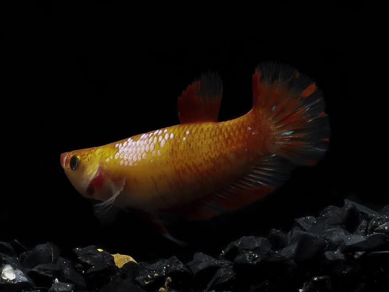 betta swimming in dark tank