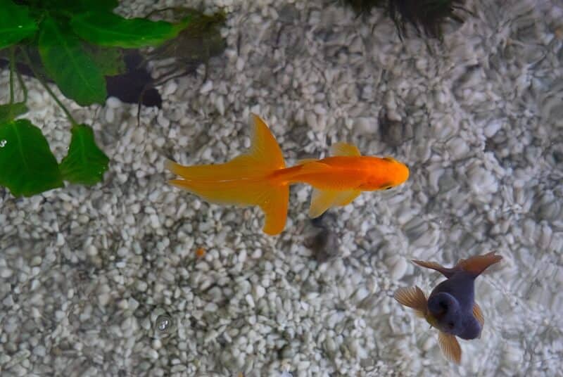 Goldfish mejores compañeros