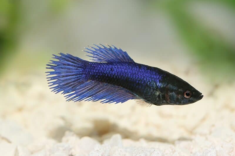 dark blue betta swimming near substrate