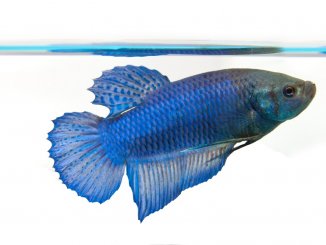 female betta fish