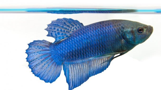 Siamese fighting fish female betta fish