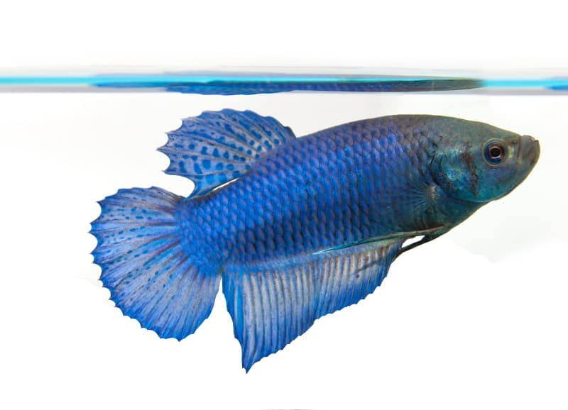 female betta fish swimming near surface of water