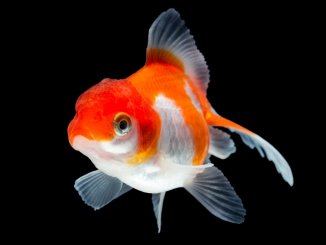 Fantail Goldfish