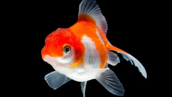 Red Juvenile Oranda Fantail Goldfish