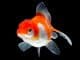 Fantail Goldfish