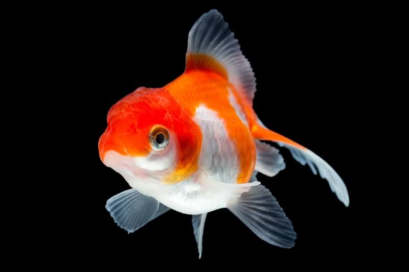 Fantail Goldfish