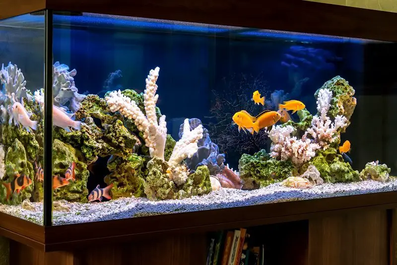 How to prevent a ‘New Tank Syndrome