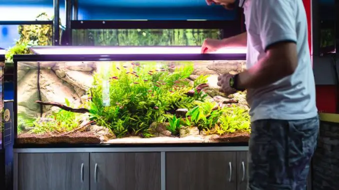 Best Home Aquarium