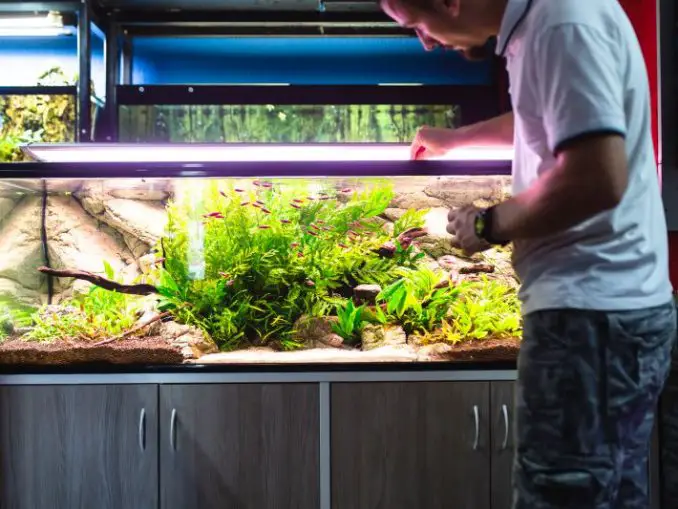 Best Nano Aquariums The Complete Guide To Nano Tanks and Setups Fishkeeping World