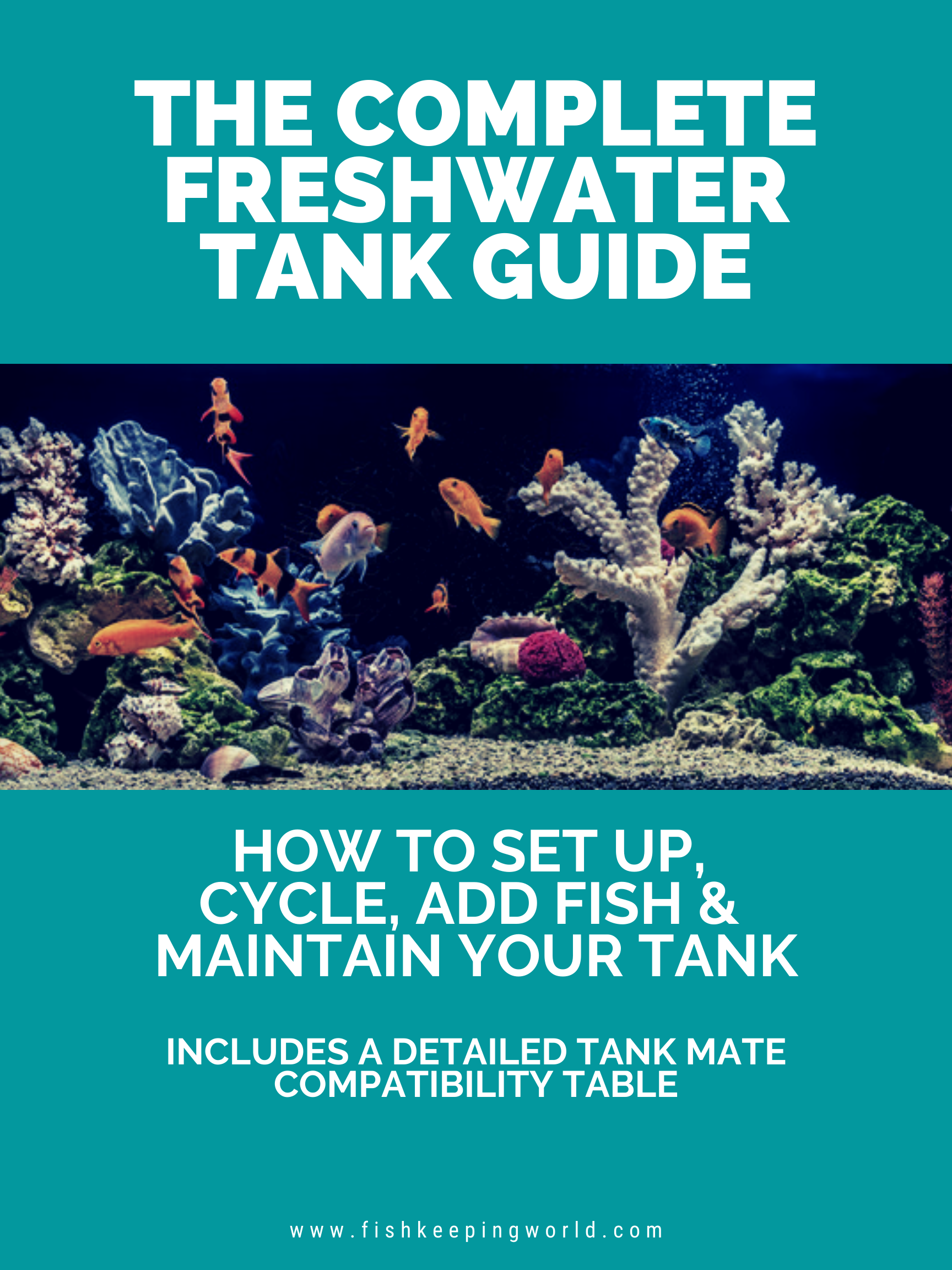 The Complete Freshwater Tank Guide