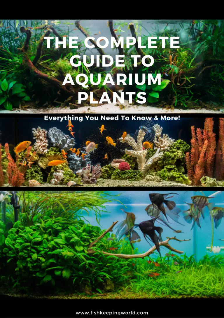 The Complete Guide to Aquarium Plants eBook Everything You Need To