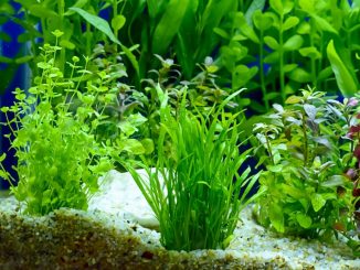Best Plants for Betta Fish