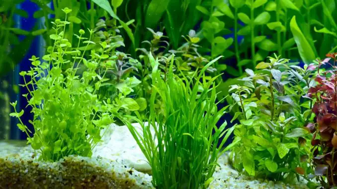 Best Plants for Betta Fish