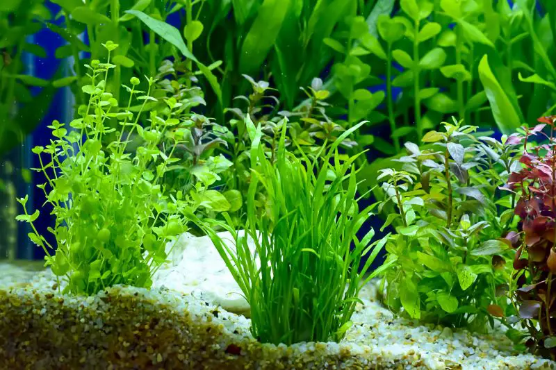 The Top 10 Best Plants for Betta Fish 