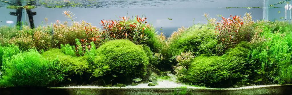 How to Get Rid of Algae in Fish Tank