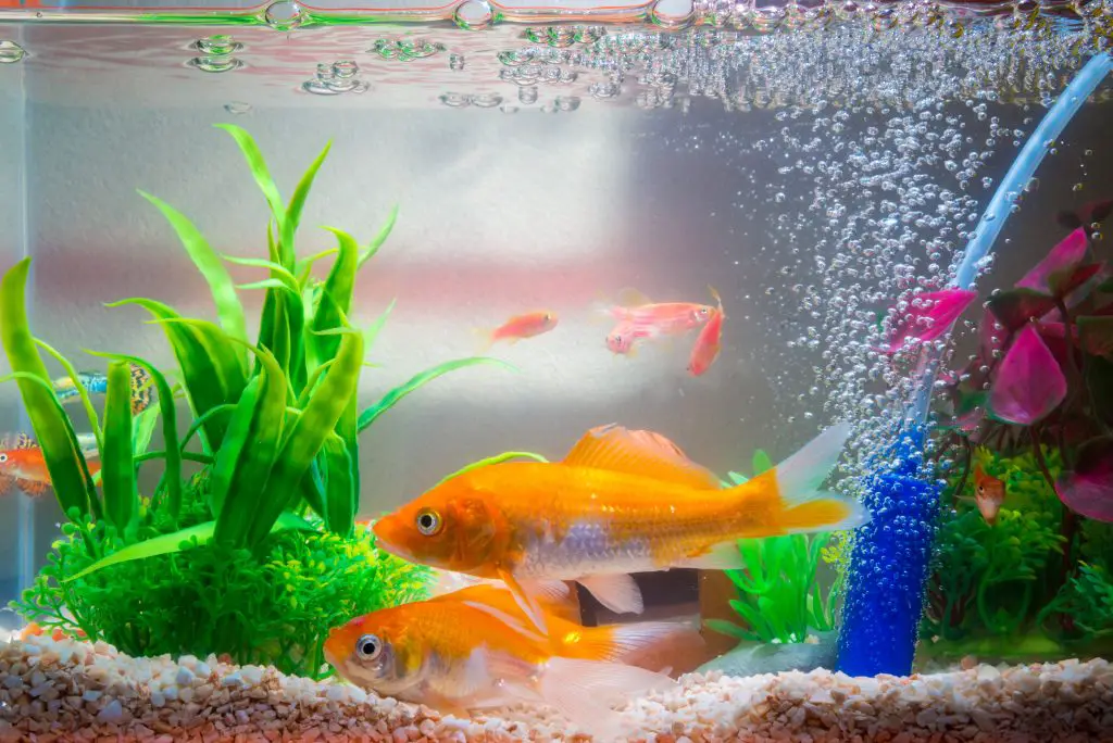 How to Cycle a Fish Tank?