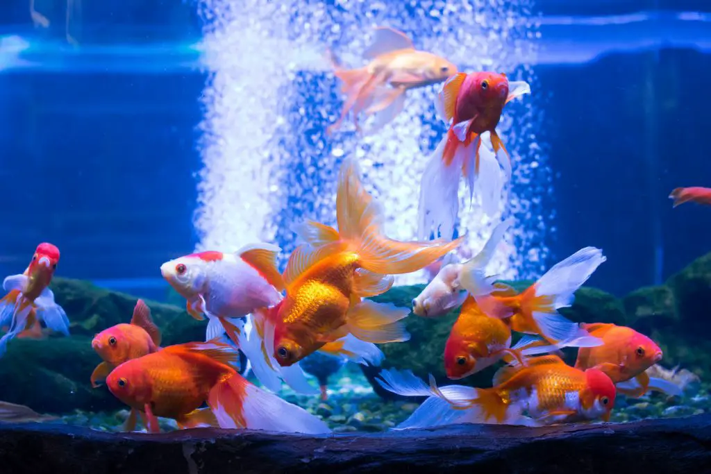 How to Cycle a Fish Tank?