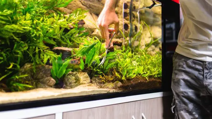 Best Plants for Betta Fish