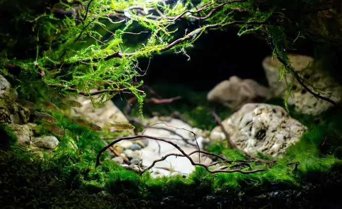 Comment se débarrasser des algues dans un aquarium