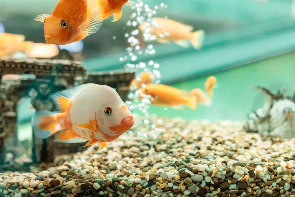 How to Cycle a Fish Tank?