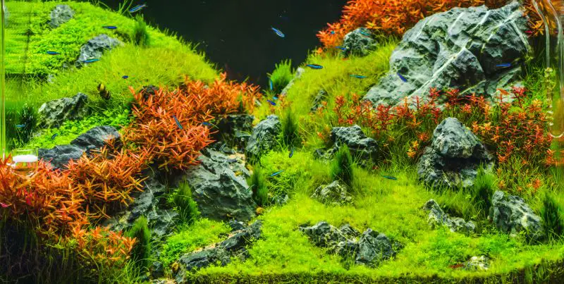 Best Plants for Betta Fish