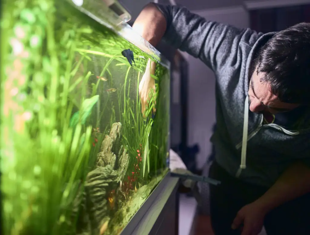 cloudy water in fish tank